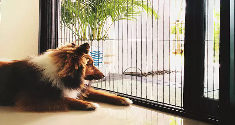 Sliding Screen Pet Door Repair in Kendall West, FL