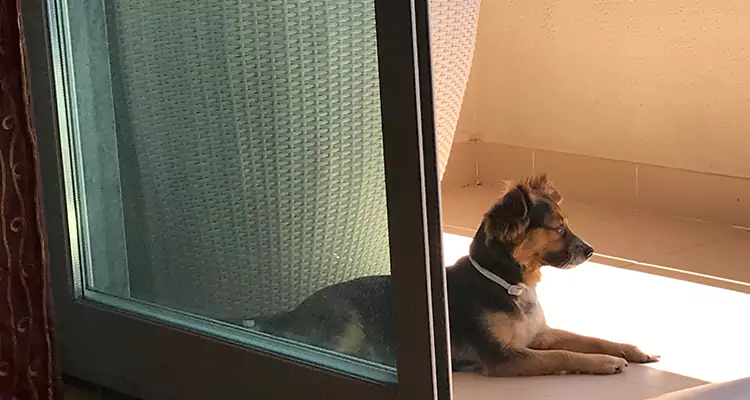 French Door Pet Screen Repair in Kendall West, FL
